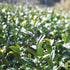 【無農薬栽培】伝統樽漬け発酵茶 阿波晩茶 200g