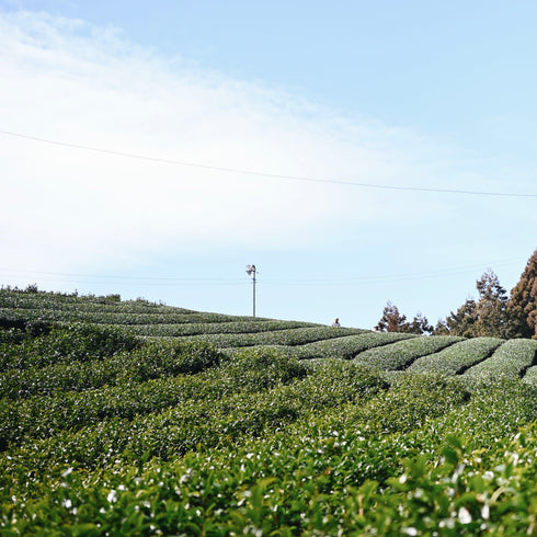 【無農薬栽培】伝統樽漬け発酵茶 阿波晩茶 200g